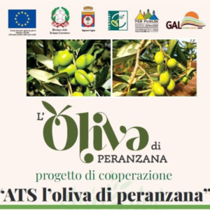 L’Oliva di Peranzana tra olio, salute e cooperazione agroalimentare